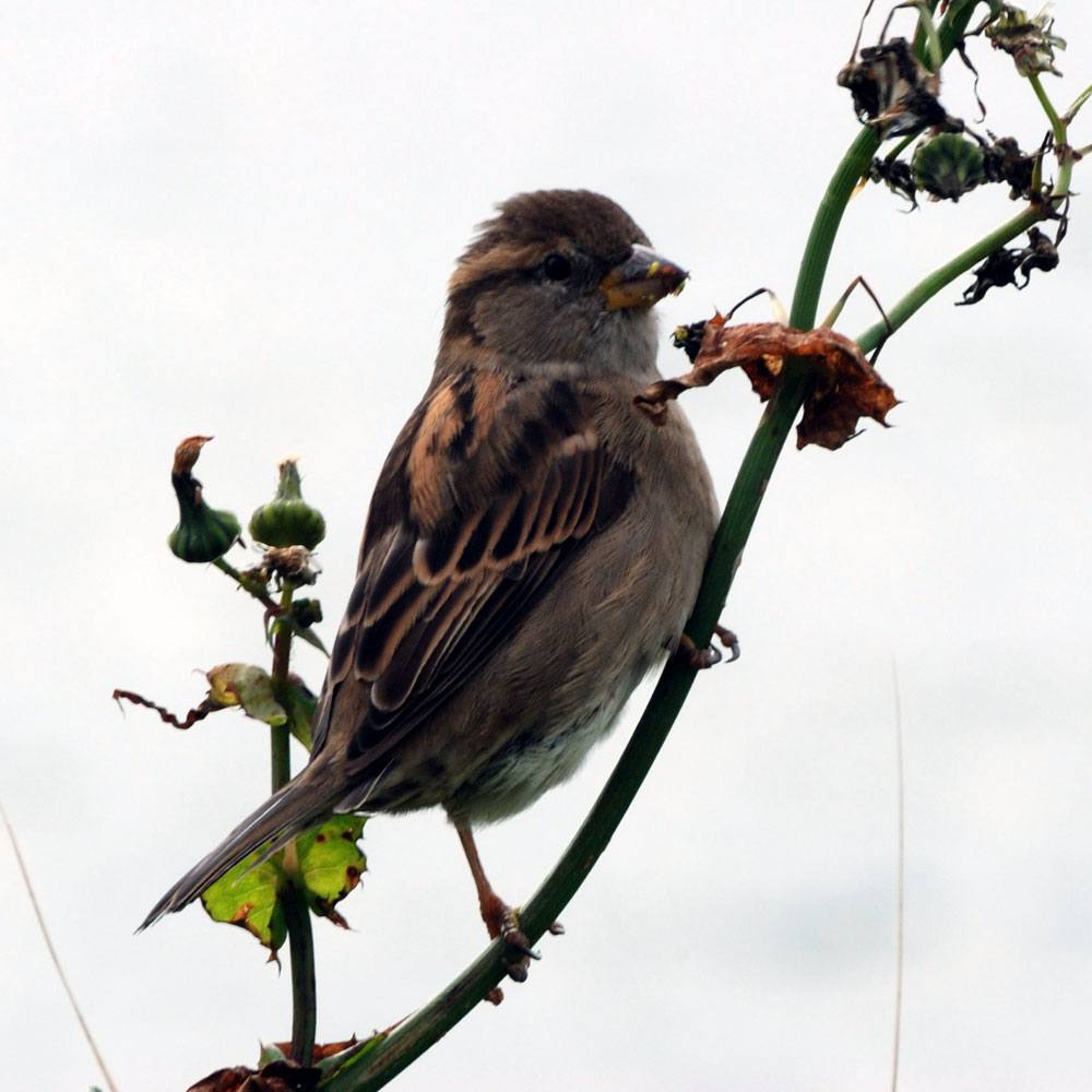 Nesting Bird Surveys