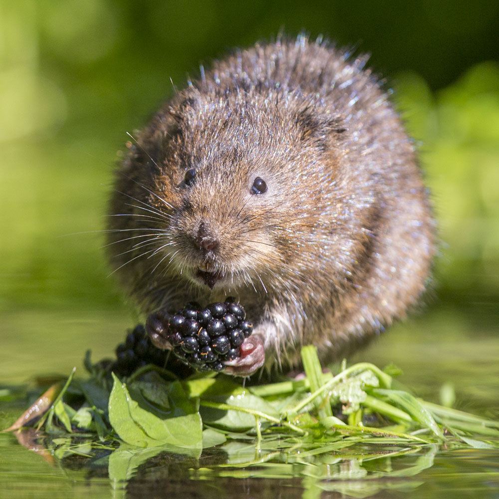 Water Vole Surveys