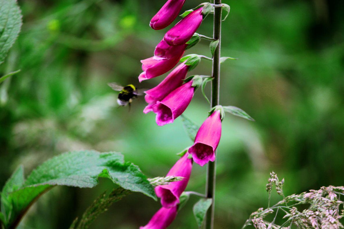 bee-ecology-ascerta-landscape-2