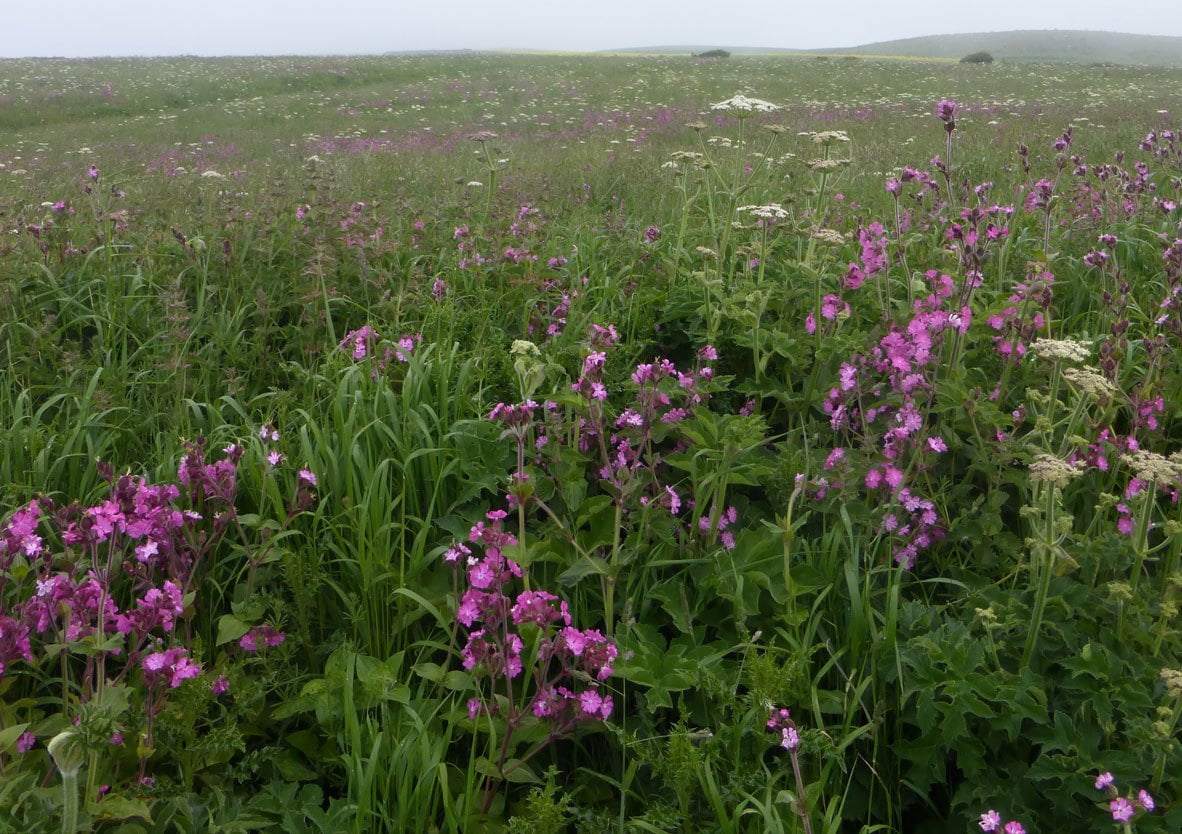 Habitat Surveys