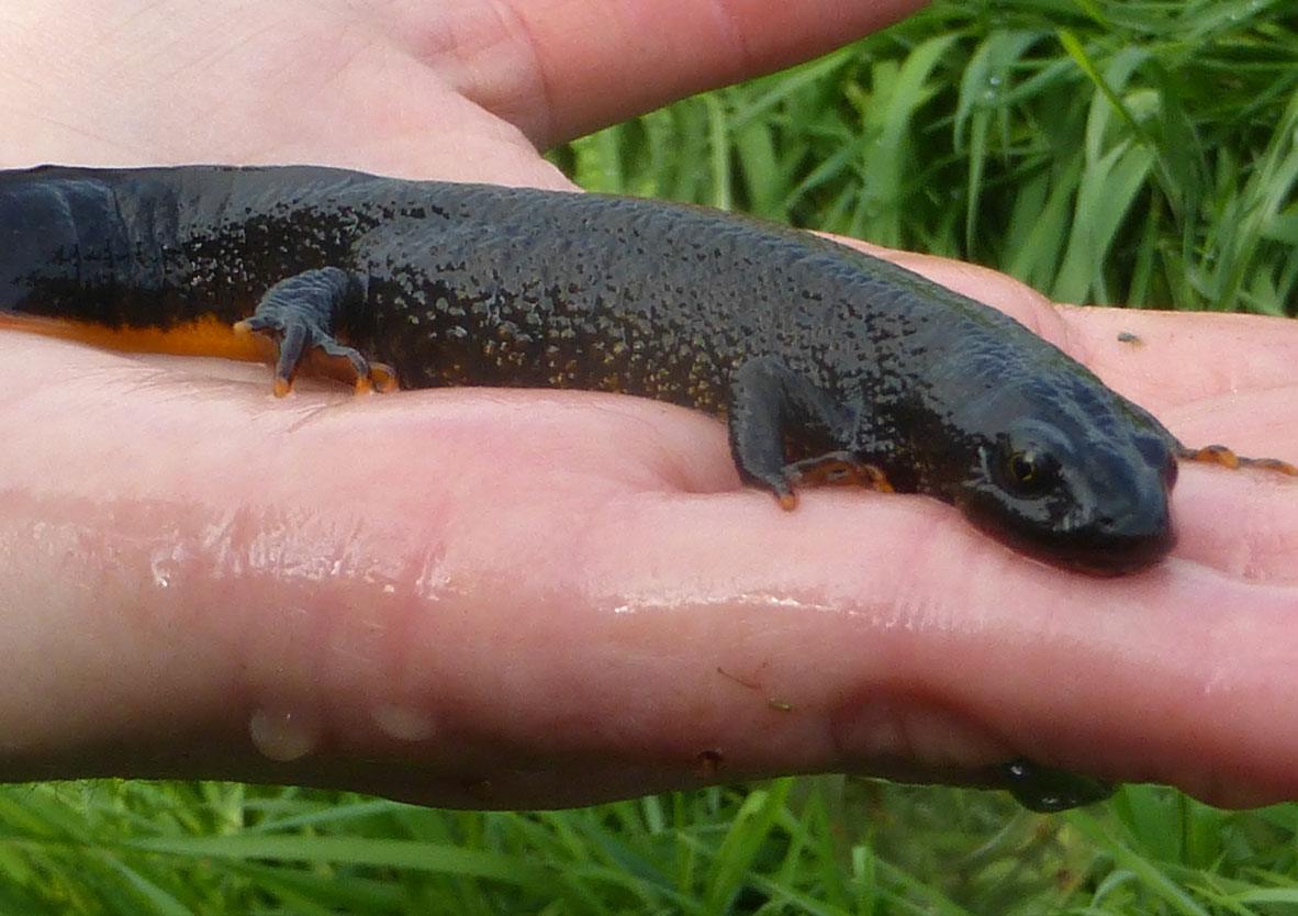 Protected Species Surveys